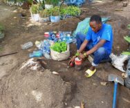 Tree planting initiative in Likoni