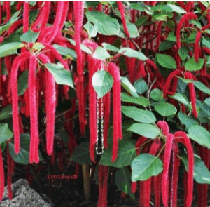 Acalypha Hispida (Red hot cat tail)
