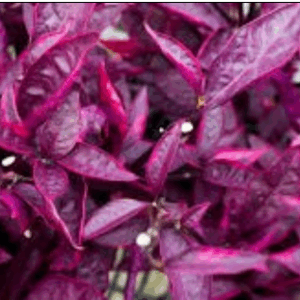 Alternanthera Red