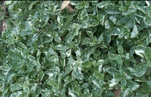 Alternanthera  Fisoidea  (Snow carpet)