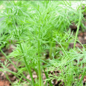 Anethum Graveolens (Dill)