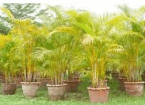 Areca Palm (Golden palm) - Full grown