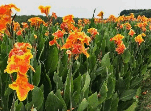 Canna Paniculata (Canna Lillies)