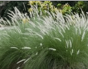 Cenchrus Setaceus (Fountain Grass)