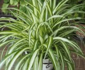 Chlorophytum  Comosum (Spider Plant) - Medium