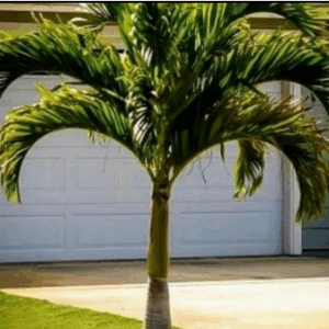 Christmas Palm - Big