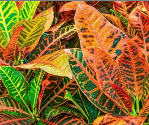 Codiaeum Variegatum (Garden Crotons) - Big