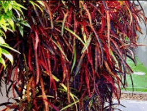 Codiaeum  Variegatum (Zanzibar croton)