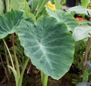 Colocasia (Elephant ears)