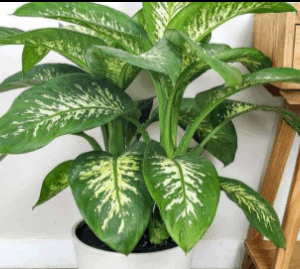 Dieffenbachia  Seguine (Dumbcane)