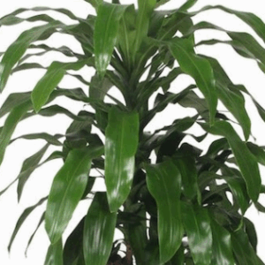 Dracaena Fragrans