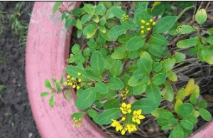 Galphimia Glauca (Golden Thryallis)