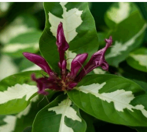 Graptophyllum  Pictum ‘Album  Variegatum