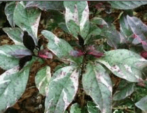 Graptophyllum  Pictum