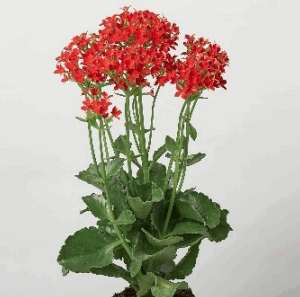 Kalanchoe  blossfeldiana