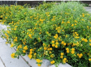 Lantana  Verbenaceae
