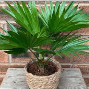 Livistona Palm