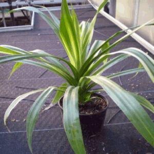 Pandanus Veitchii (Screw Pine)