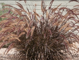 Pennisetum  Setaceum (Purple Fountain  Grass)