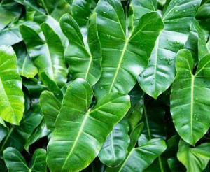 Phillodendron Plant