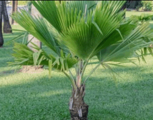 Pritchardia Palm - Giant