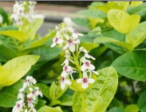 Pseuderanthemum  Reticulatum