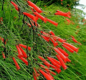 Russelia  Equisetiformis