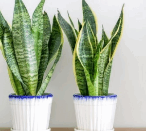 Sansevieria  Trifasciata (Snake Plant)