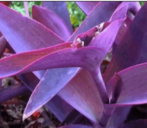 Tradescantia  Pallida (Purple heart)