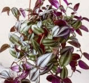 Tradescantia  Zebrina (hanging  plant) - Potted