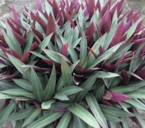 Tradescantia  Spathacea (Moses-in-the-cradle)