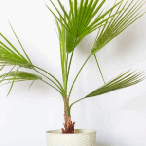 Washingtonia  Palm
